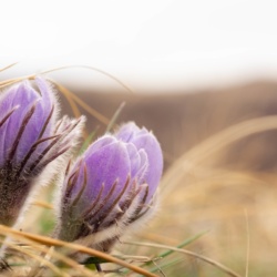 Wildflowers Bloom in Alberta Canada