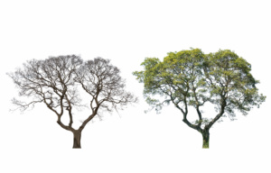 The Fear Tree and the Love Tree from Dr. Carolyn Leaf