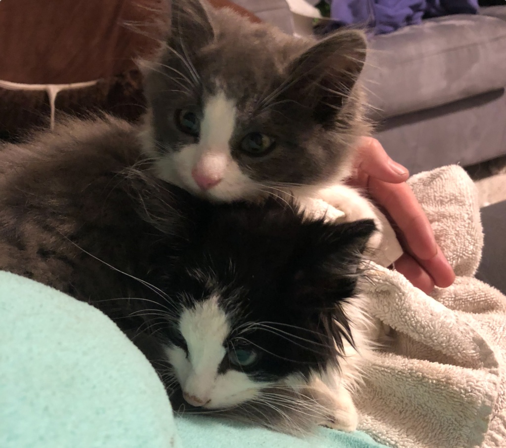 Cotton and Panda after 3 days. 