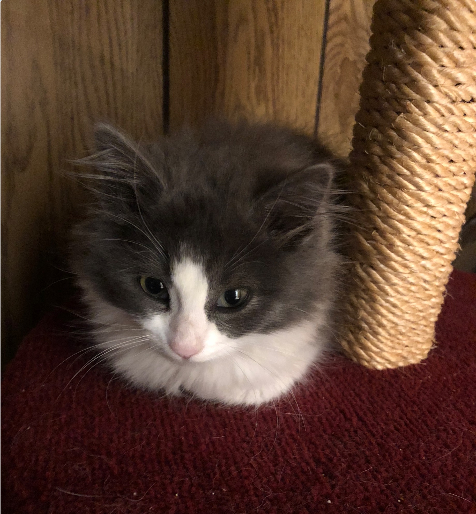 This is Cotton two days later. 