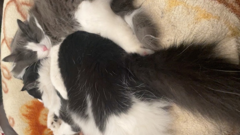 Panda and Cotton protecting each other.