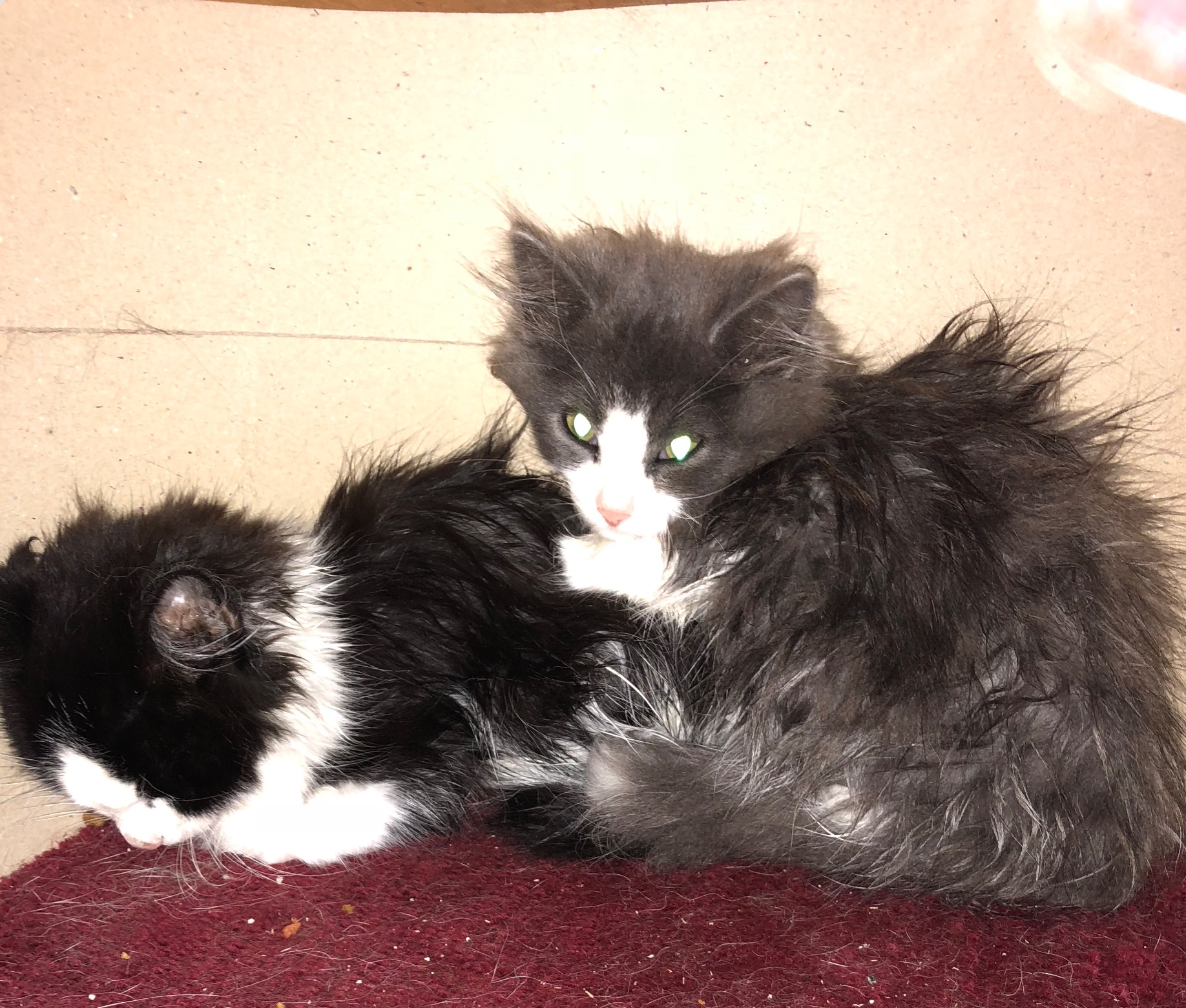 Panda and Cotton when we first arrived home. 