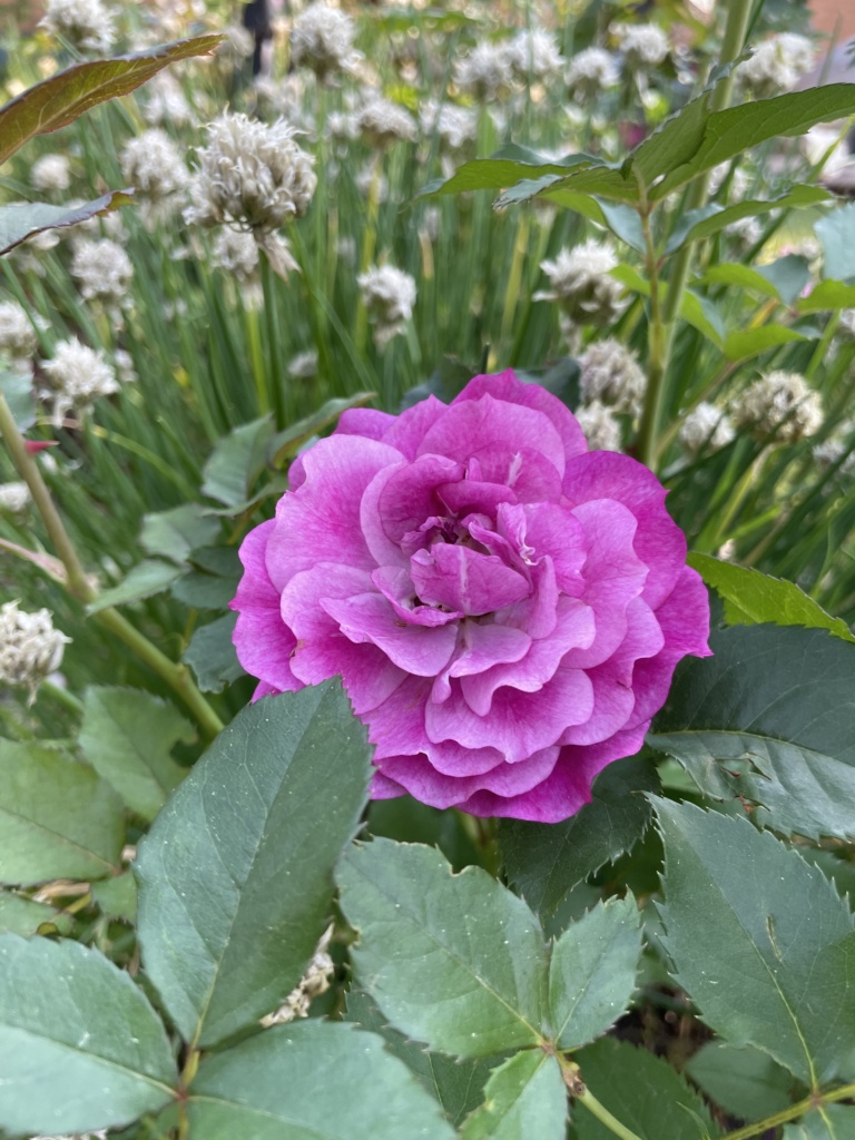 Purple rose to help you remember to take time to smell the roses.