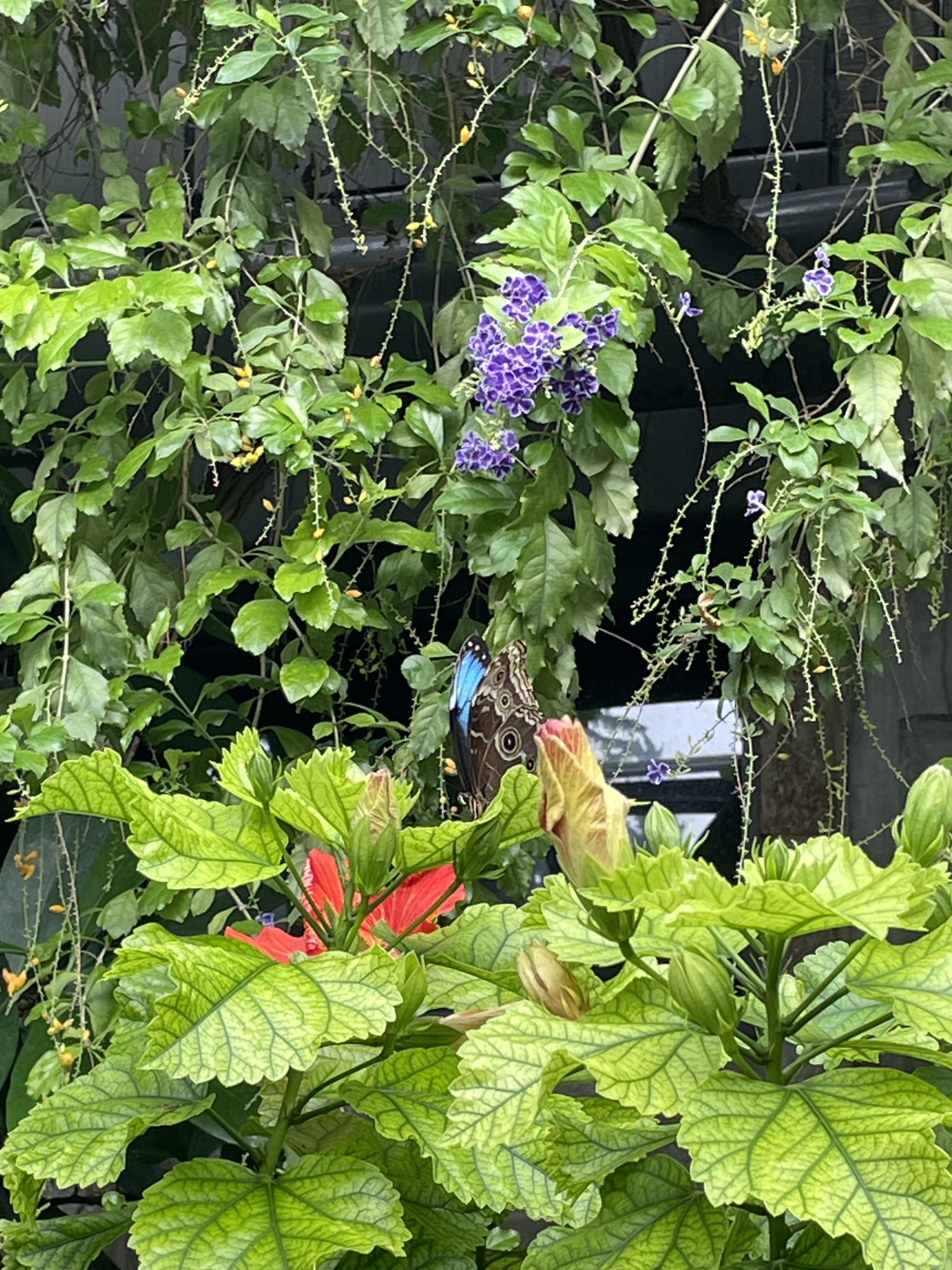 Brilliant Blue Butterfly.