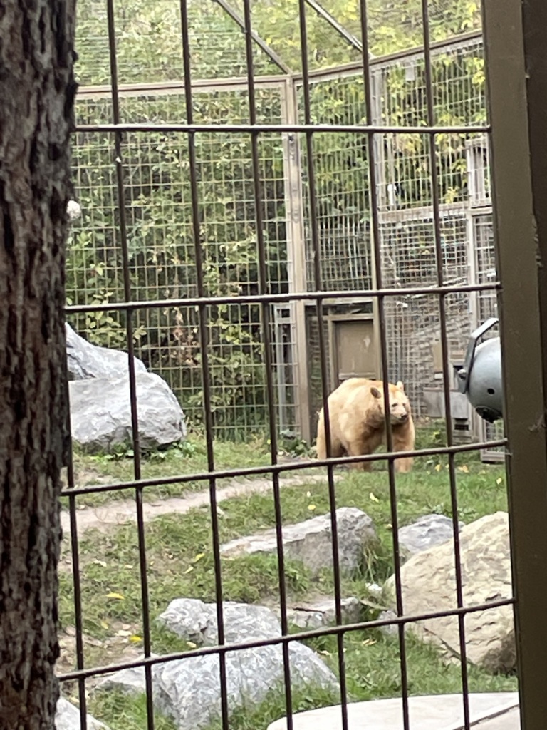 Our Golden Bear. I think he looks like Winnie the Pooh! 