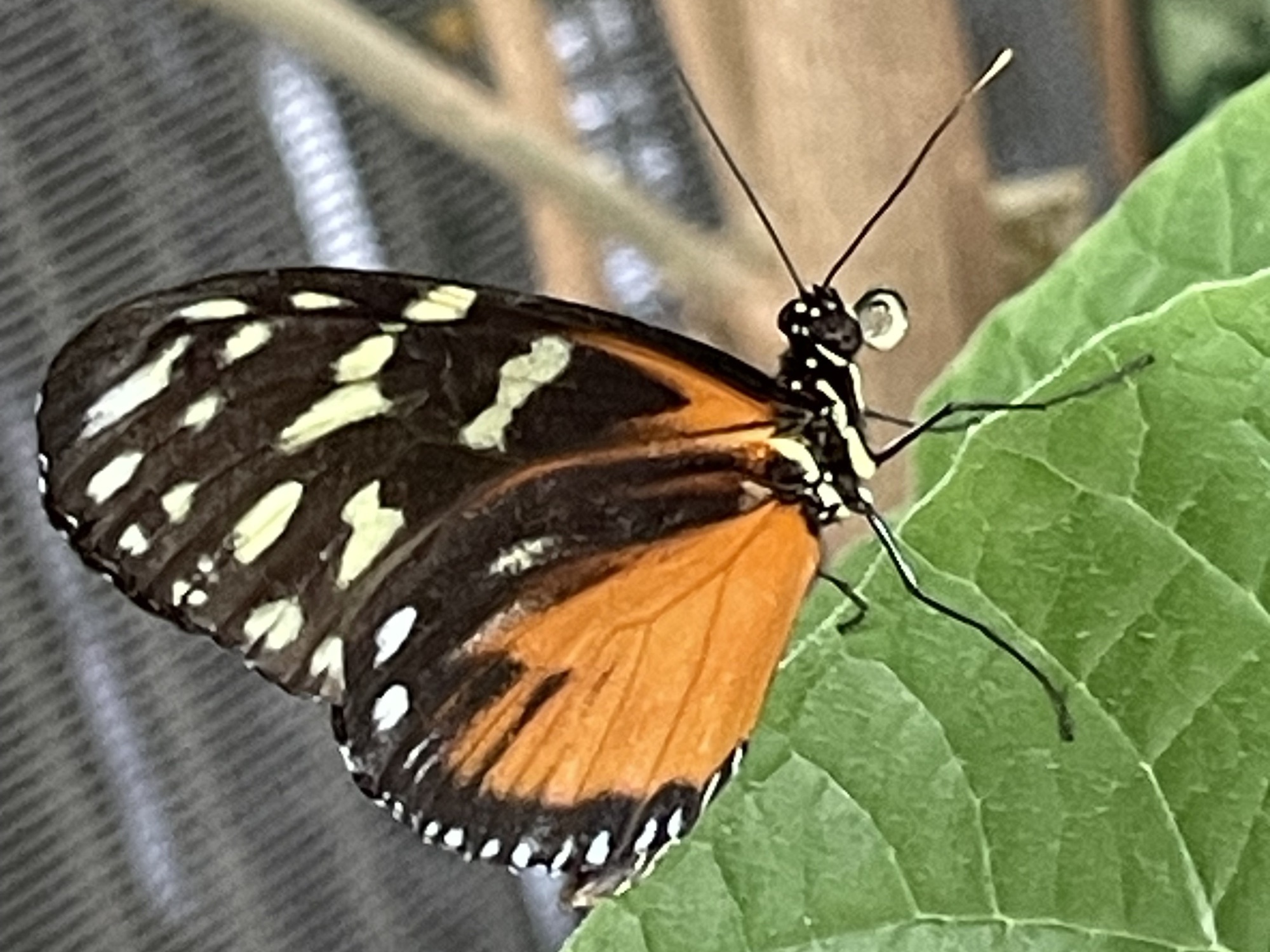 Painted Lady Butterfly