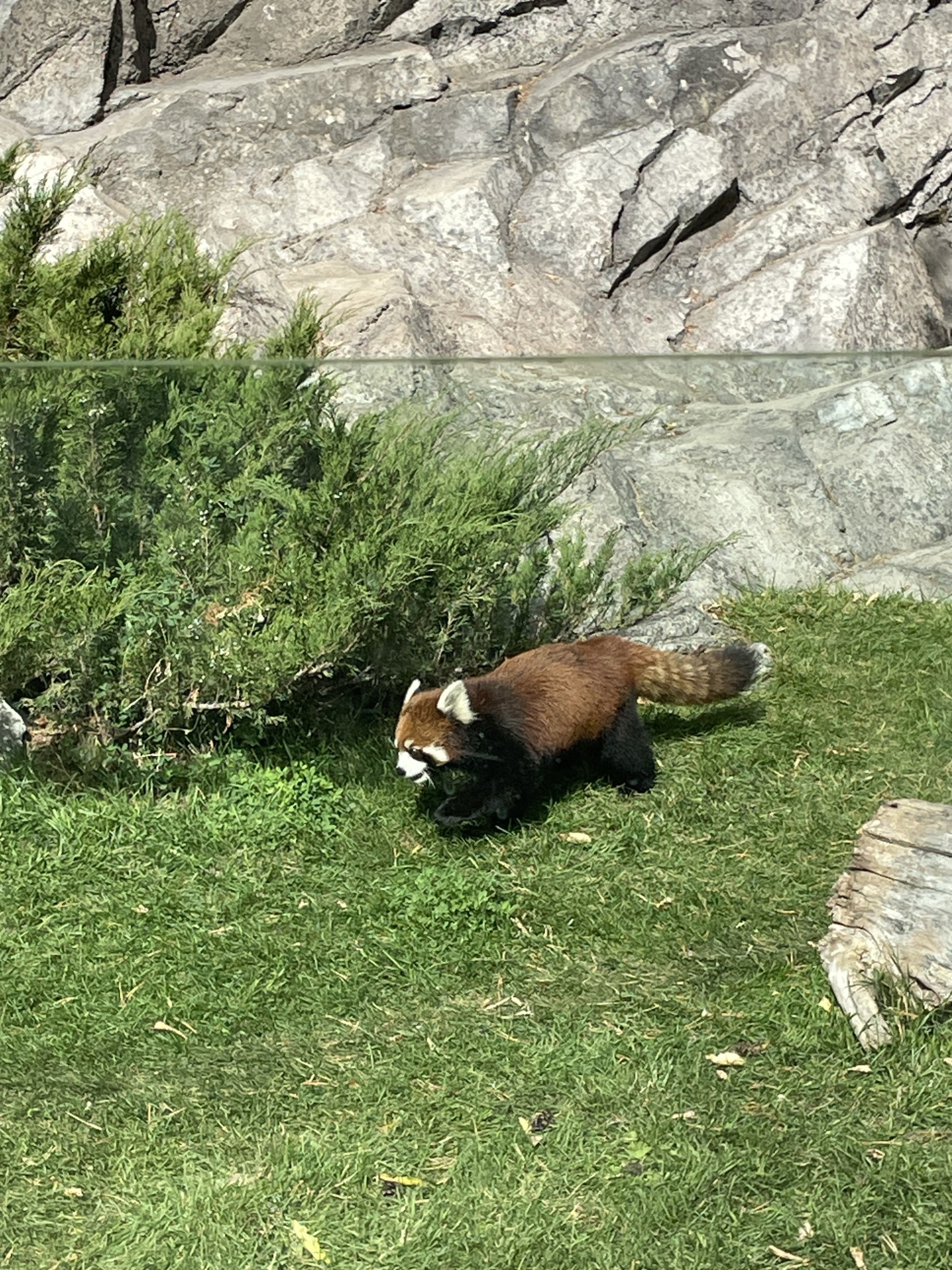 Rambunctious Red Panda