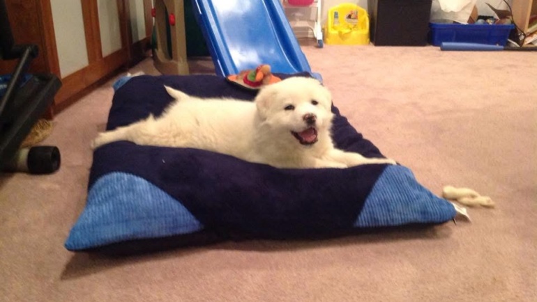 Baby Bjorn's arrival home